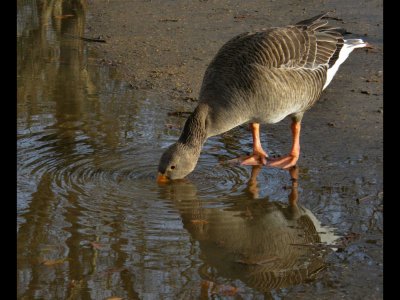 Greylag goose drinking