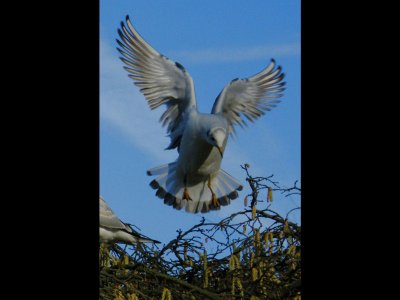 black headed gull landing
