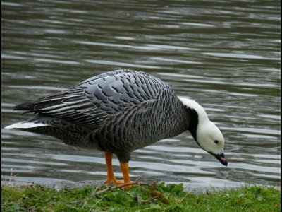 Emperor Goose