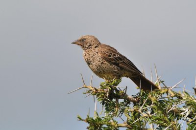 Tanzania 0025.jpg