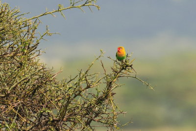 Tanzania 0050.jpg