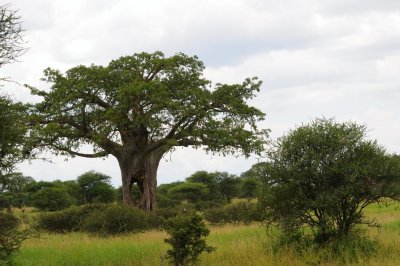 Tanzania 0475.jpg