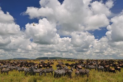 Tanzania 0427.jpg