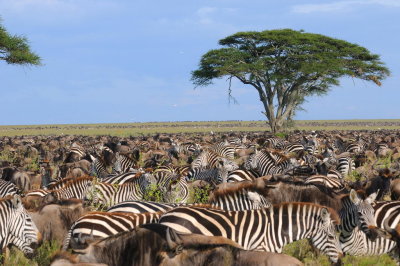 Tanzania 0435.jpg