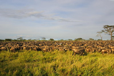 Tanzania 0436.jpg