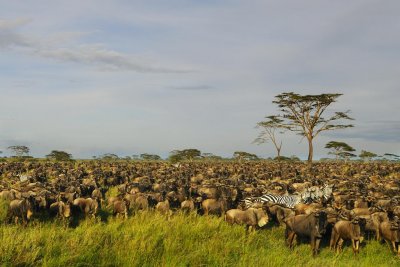 Tanzania 0437.jpg