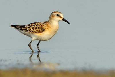 Little Stint