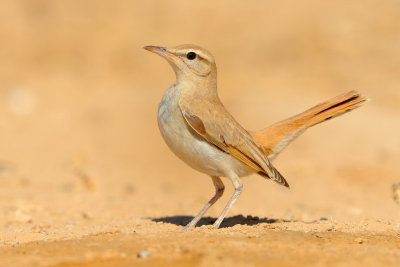 Rufous Bush Robin