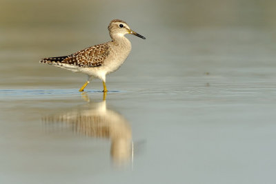 Wood Sandpiper