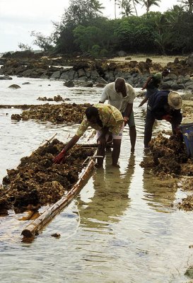 Harvesting coral for export