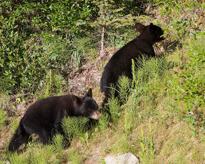 2008-7-18 6653 Black Bear Cubs.jpg