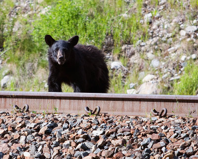 2008-7-19 6903 Bear Tracks.jpg