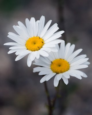 2008-7-19 6917 Dasies.jpg