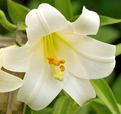 Close-up of right lily - APO DG Macro - smaller version