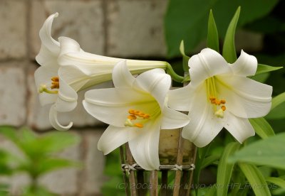 Three lilies - New Sigma APO optimized (+20 contrast; 10-5-0 USM)A.JPG