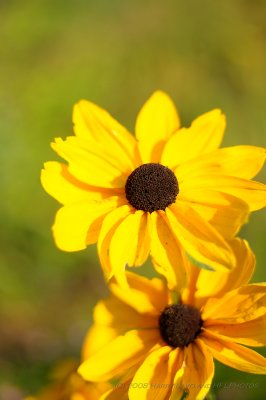 Brown Eyes and Daisies