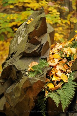 Leaves and Rock #2