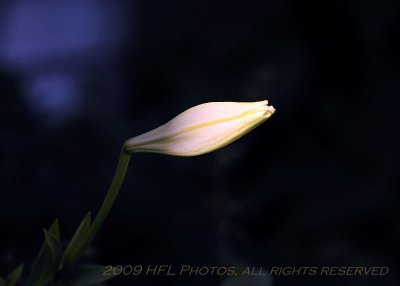 Late Lilies 20091022_21_fix.JPG