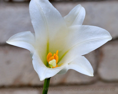 Second 20091103_08 Late Lilies.JPG