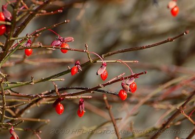 Week 44 - Fall Berries