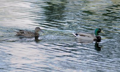 Mallard Family-20080617_04_Teenagers Now.JPG