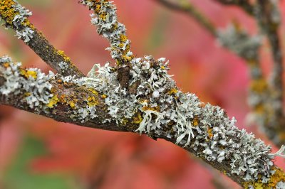 OR - Lichen Tree Branch 2
