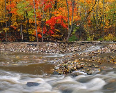 Slayton Settlement Creek Swirling Leaves - NY
