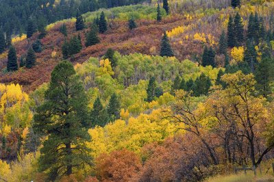 Durango - Hillside Color 1