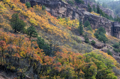 Ouray - Hillside Fall Color