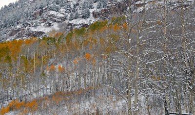 Snowmass Area - Snowy Fall Color 5