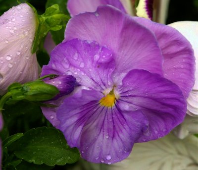 Garden Flowers #5 *****BEST VIEWED  LARGE***** After the rain.