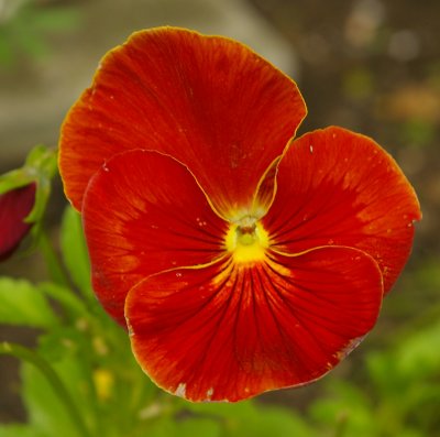 Garden Flowers #5  *****    THE PANSY     *****