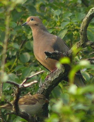 First Bird shots at my New Home