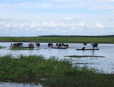 Biebzra marshes, Brstowo