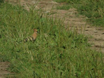 Hop / Hoopoe