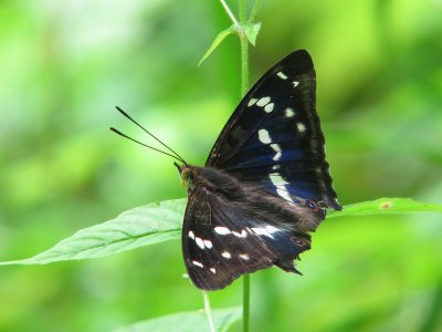 Grote weerschijnvlinder