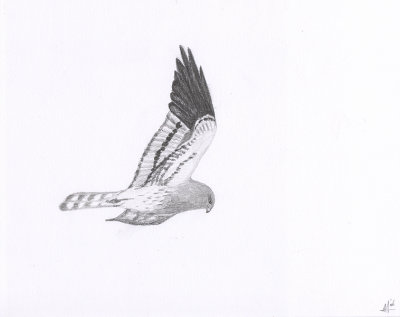 Montagu's Harrier  (male)