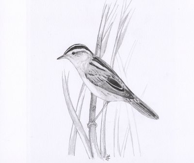 Waterrietzanger / Aquatic Warbler