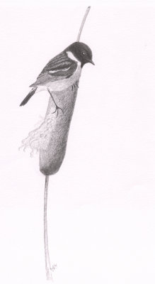 Roodborsttapuit / Common Stonechat