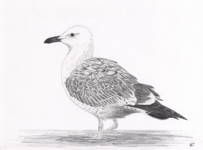 Pontische meeuw / Caspian Gull (1cy)