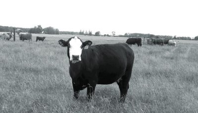 SM-Cow in field.JPG