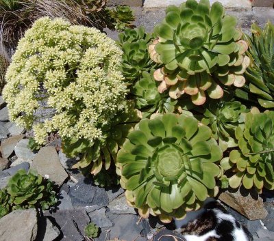 Aeonium undulatum.jpg