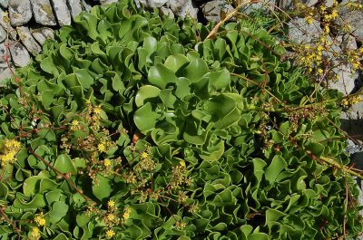 Aeonium glutinosum.jpg