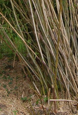 Stam's Bamboos, Cappoquin