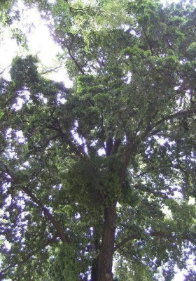 Podocarpus neriifolius.jpg