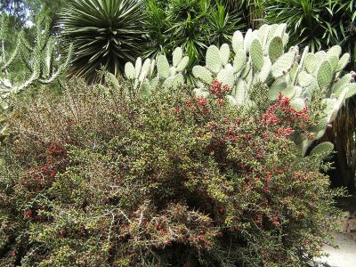 Cylindropuntia leptocaulis.jpg