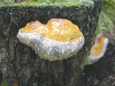 Mushroom 16a