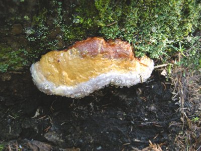 Mushroom 16b