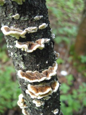 Mushroom  probably Trametes versicolor