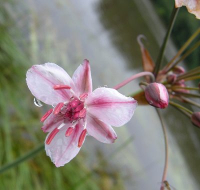 P 487 Flora of NB